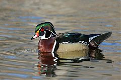 Wood Duck